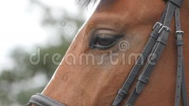 近距离观看一匹美丽的棕色马的眼睛。 眼睛<strong>眨眼</strong>睛。 慢动作