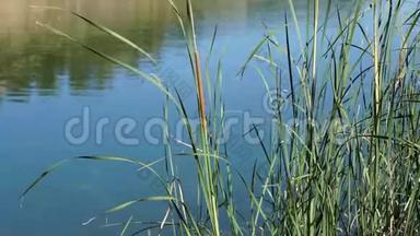 田野上高大的香蒲草的细节。 湖前草本植物，被强风吹过