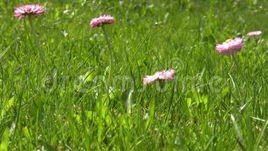草里粉嫩的春花.