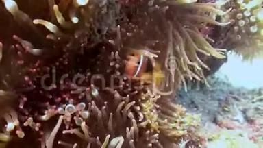 在珊瑚礁的斜坡上，海中的小丑鱼。