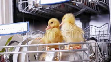 特写，两只小黄鸭坐着，走在<strong>洗碗机</strong>里，坐在盘子里，一个平底锅，放在篮子里。 在