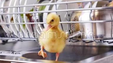 特写，两只小黄鸭坐着，走在<strong>洗碗机</strong>里，坐在盘子里，一个平底锅，放在篮子里。 在