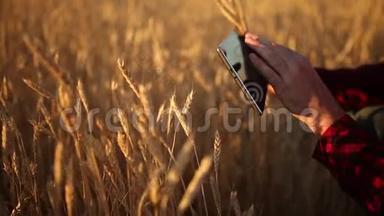 在农业中使用现代技术的智能农业。 农民用手触摸数字平板<strong>电脑显示器</strong>