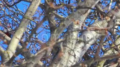 蓝天前的树枝。 树枝上的鸟。 树鸟
