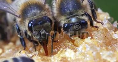欧洲蜂蜜蜂，蜜蜂蜜蜂，黑蜂采摘蜂蜜，生活在诺曼底，<strong>实时</strong>