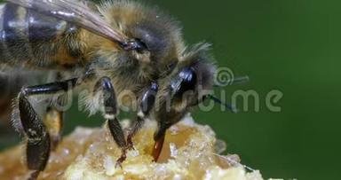 欧洲<strong>蜂蜜</strong>蜂，蜜<strong>蜂蜜</strong>蜂，黑蜂采摘<strong>蜂蜜</strong>，生活在诺曼底，实时