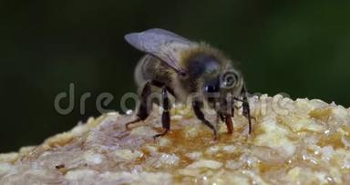 欧洲蜂蜜蜂，蜜蜂蜜蜂，黑蜂采摘蜂蜜，生活在诺曼底，实时