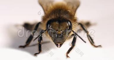 欧洲蜜蜜蜂，蜜蜂，黑蜂，白色背景，诺曼底，<strong>实时</strong>4K