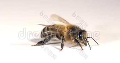 欧洲蜜蜜蜂，蜜蜂，黑蜂，白色背景，诺曼底，实时4K