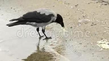 海滩上戴着头巾的乌鸦