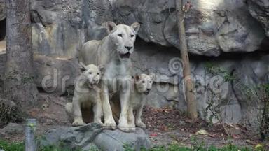 4一个有趣的狮子家庭的K视频，母亲和她的孩子。
