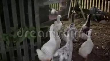 动物园里，一群大雁从摄像机旁边的笼子里跑出来.