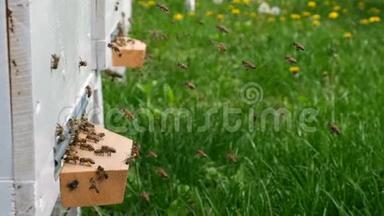 蜜蜂绕着蜂巢<strong>转圈</strong>，把新鲜的花蜜和花花粉放进蜂巢。 慢动作视频