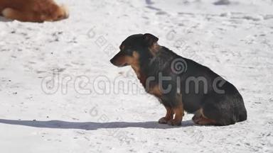 无家可归的狗在冬天坐在雪地上，从一阵强风中眯起眼睛。 无家可归宠物狗的问题