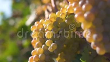 一串葡萄，葡萄藤上的白葡萄.. 葡萄藤上成熟的葡萄，用来酿造白葡萄酒