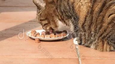 禁忌猫喂罐头食品