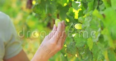 双手采摘绿色葡萄.