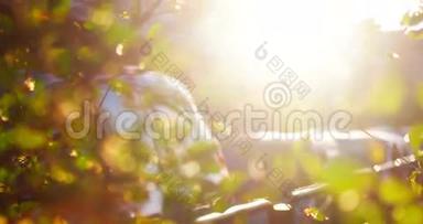 在停着的汽车前随风飘动的<strong>榆树</strong>叶子的离焦镜头，拍摄的是太阳