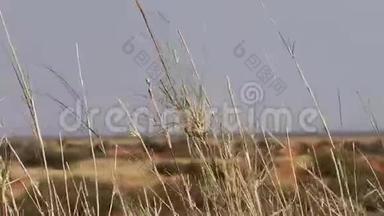 南非卡拉哈里地区风吹沙草的录像片段