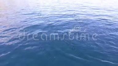 海豚在蔚蓝的大海中游泳，海豚在海岸附近游泳