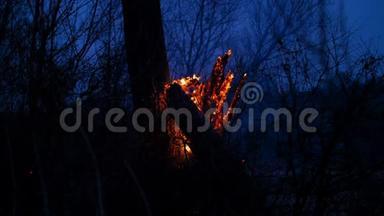 森林里的枯树在夜里燃烧