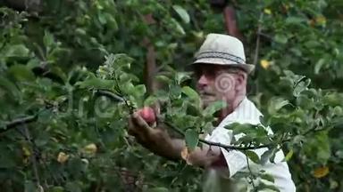 老人在秋天摘苹果