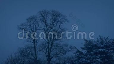 雪夜公园的树木