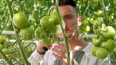 农业和耕作。 西红柿田里年轻农民的肖像，向镜头展示蔬菜。 关闭