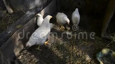 一群小可爱的小鸡在鸡舍里散步.. 把几个星期大的白鸡关在鸡舍里。 家禽养殖