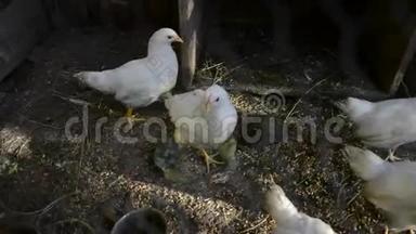 一群小可爱的小鸡在<strong>鸡舍</strong>里散步.. 把几个星期大的白鸡关在<strong>鸡舍</strong>里。 家禽养殖