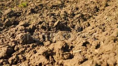 镜头越过犁地麦田。 春田，<strong>湿润</strong>的棕壤，充满腐殖质，腐烂的植物茎