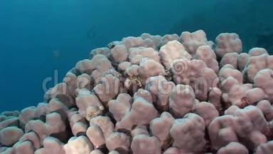 珊瑚在红海的水下景观中接近。