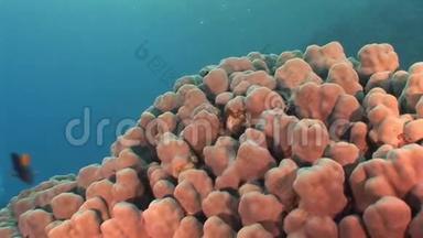 珊瑚在红海的水下景观中接近。