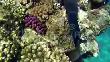 在珊瑚上<strong>游动</strong>的鱼的特写镜头