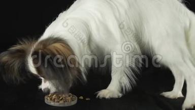 美丽的年轻公犬欧陆玩具猎犬帕皮隆吃干粮黑色背景慢镜头