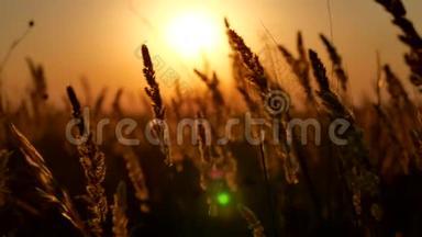 日落草地在日落的田野背景。 在日落的阳光下干燥的黄草草草甸。 俄罗斯的秋天