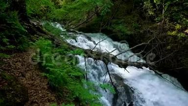 山间河流，湍急瀑布，溪流流过茂密的绿色森林。密林中的溪流
