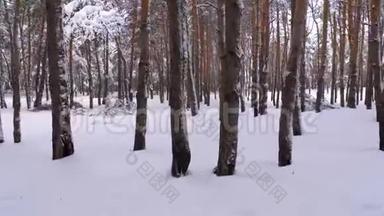 飞越冬松林.. 松间野冬林中的雪道