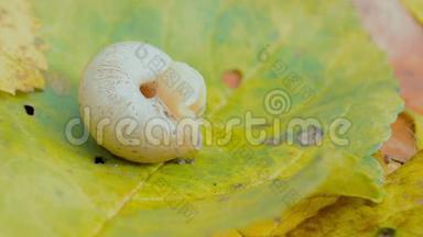 蜗牛爬出壳1