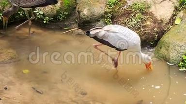 西伯利亚鹤沙丘鹤在池塘中寻找食物