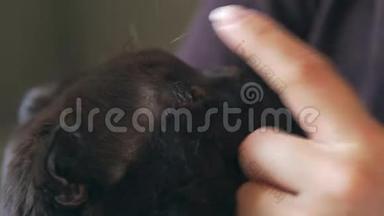 特写：猫<strong>湿润</strong>的鼻子.. 女人的手在抚摸一只黑猫