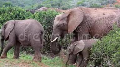 两头小象和一头母象