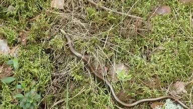 脆弱的安圭拉人，或称慢虫，是一种无肢蜥蜴。 近距离射击