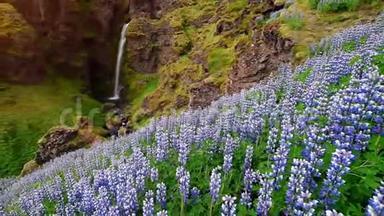 冰岛森林和山脉的风景如画。 野生蓝色羽扇豆在夏天绽放。 最美的