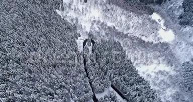 前方鸟瞰簪弯转弯路在山雪覆盖冬林.. 白色松树树林。 白雪公主