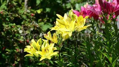 许多黄色和粉红色的百合花开在花坛里