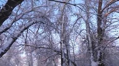 公园里冬天霜冻，树和树枝在雪地里。 <strong>美丽</strong>的圣诞冬林，白雪皑皑。 <strong>美丽美丽</strong>
