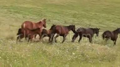 草地上放牧的马群