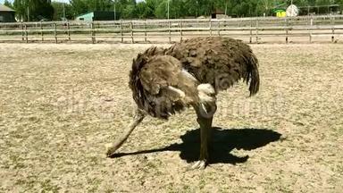 驯养的非洲野生<strong>鸵鸟鸵鸟</strong>正在<strong>鸵鸟</strong>农场上的一个鸟舍里行走。