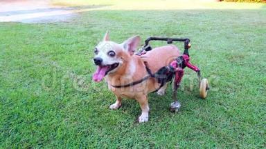 快乐可爱的小狗坐轮椅或手推车支撑腿在草地上行走，超高清晰度